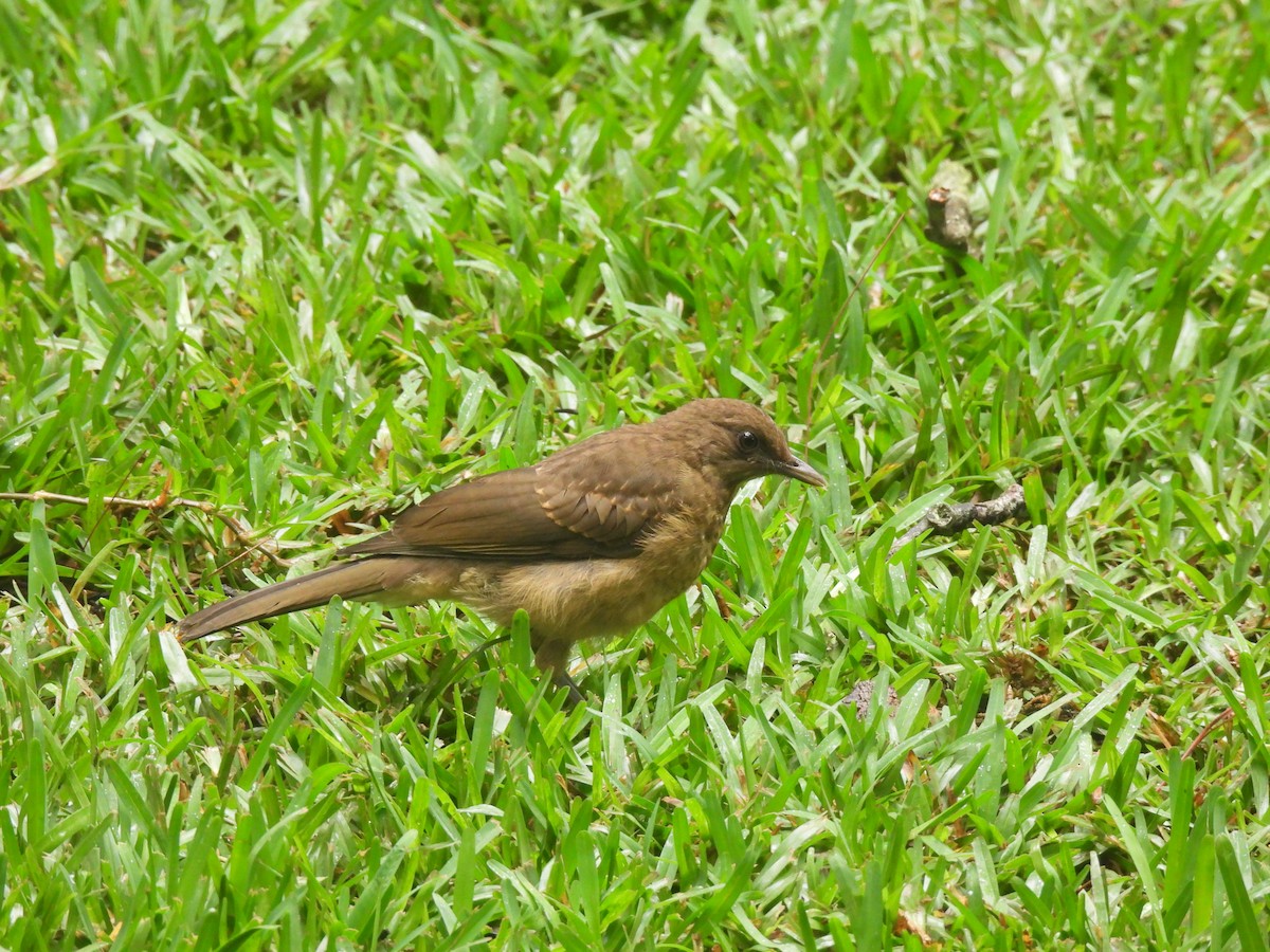 Clay-colored Thrush - ML620618772