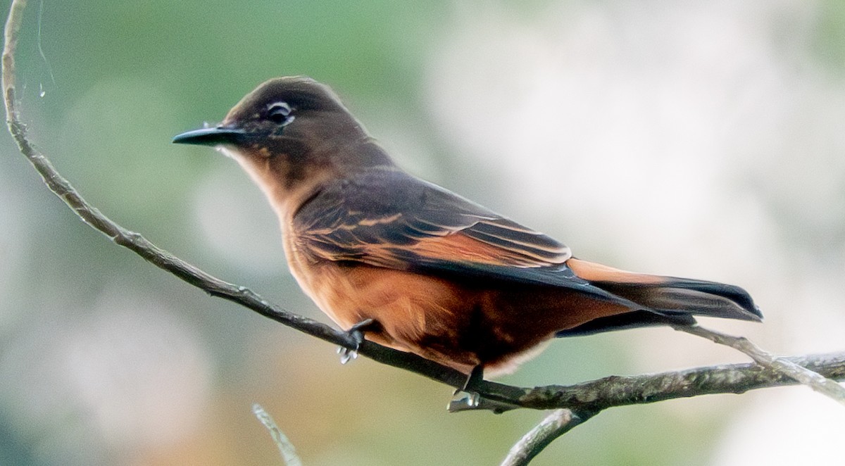 Cliff Flycatcher - ML620618776