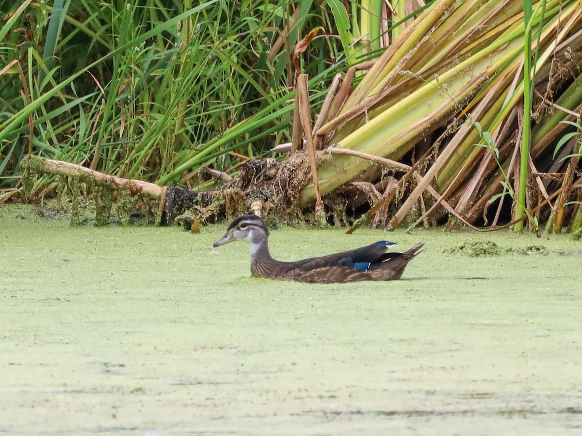 Wood Duck - ML620618784