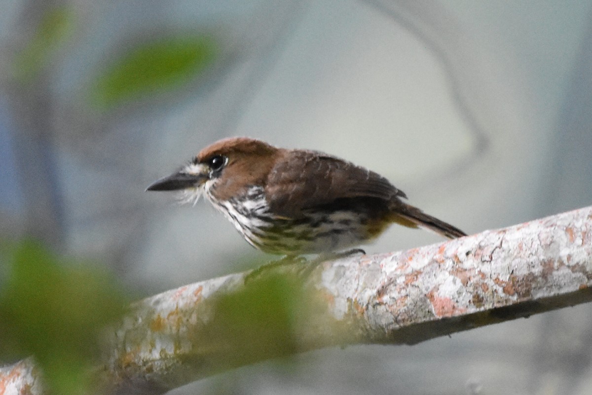 Lanceolated Monklet - ML620618789