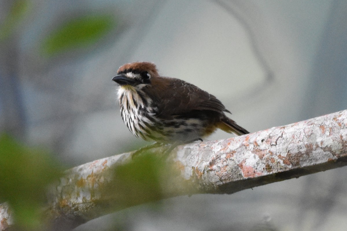 Lanceolated Monklet - ML620618790