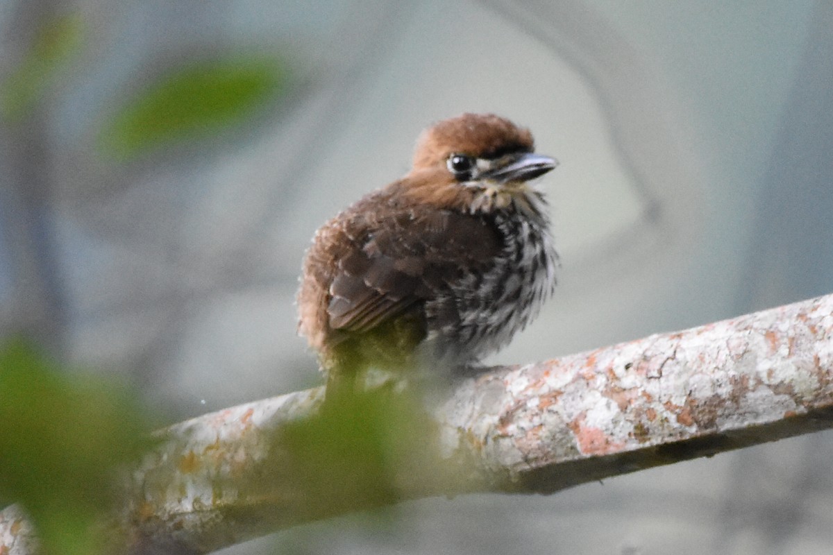 Lanceolated Monklet - ML620618791