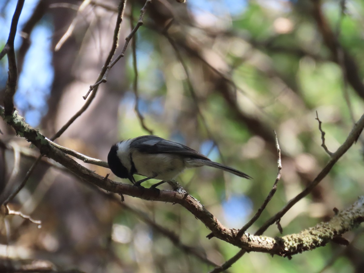 Black-capped Chickadee - ML620618792