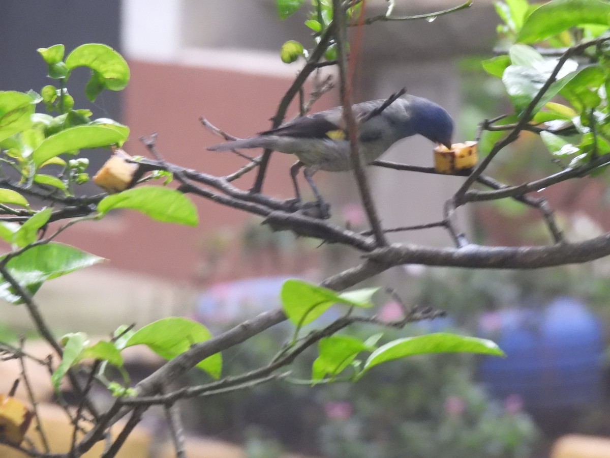 Yellow-winged Tanager - ML620618793