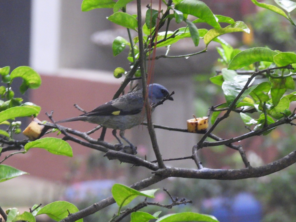 Yellow-winged Tanager - ML620618794