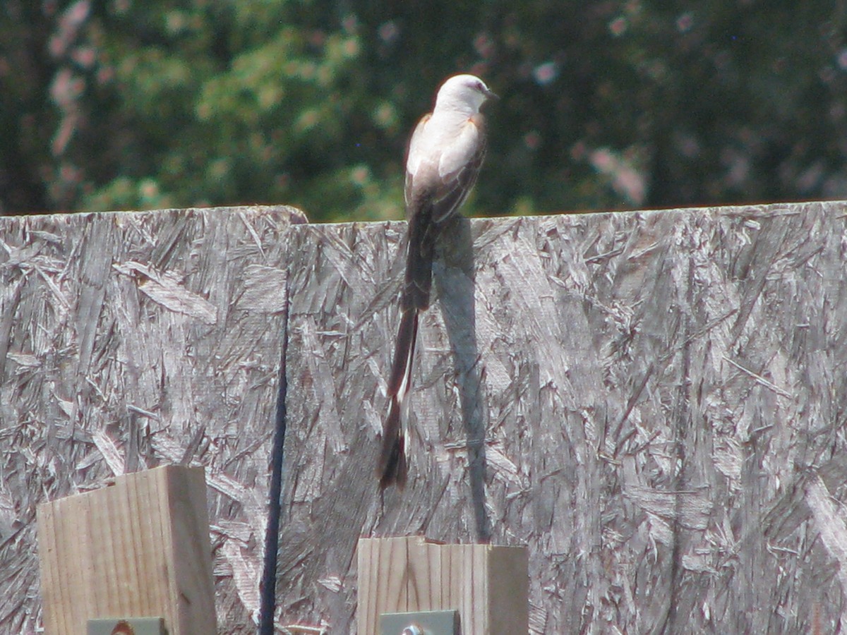 Scissor-tailed Flycatcher - ML620618805