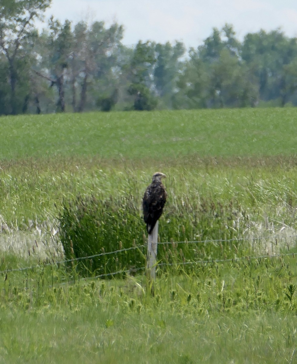 Bald Eagle - ML620618809