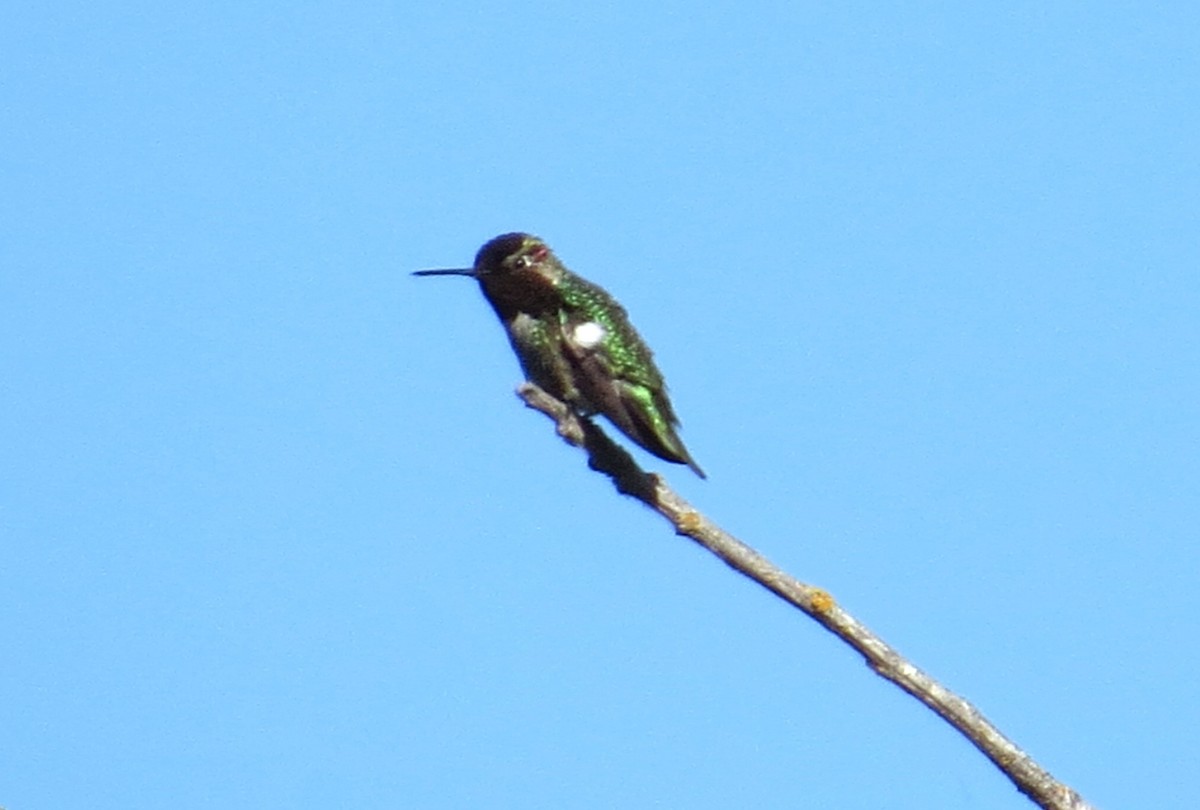 Anna's Hummingbird - ML620618819