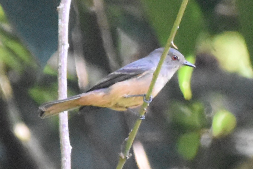 Rufous-tailed Tyrant - ML620618821