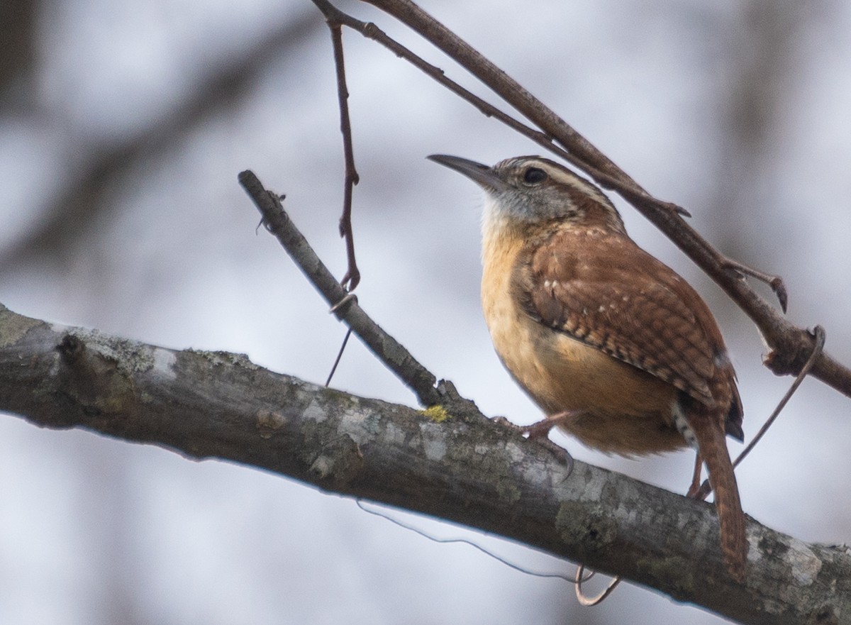 Carolina Wren - ML620618828