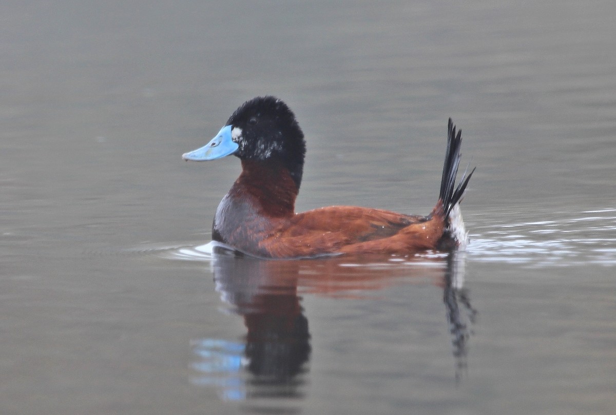 Andean Duck - ML620618829