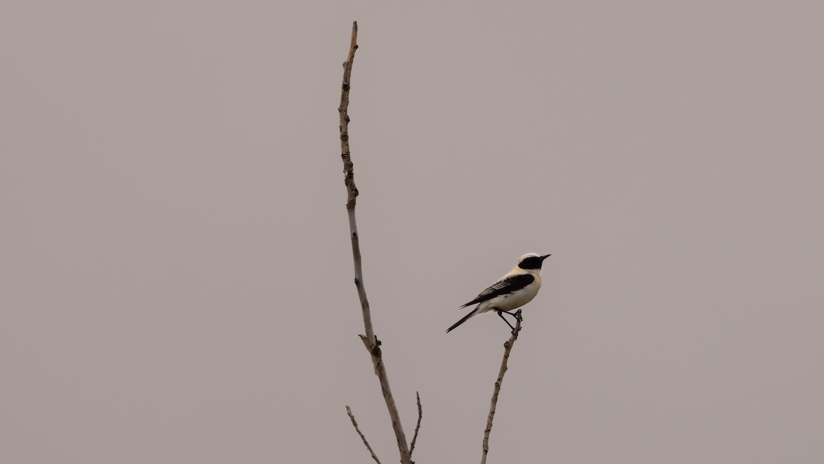 Western Black-eared Wheatear - ML620618831