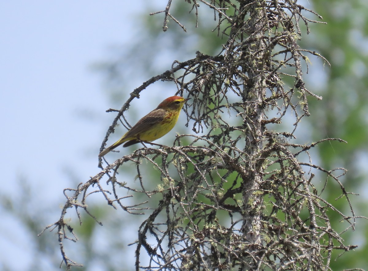 Palmenwaldsänger (hypochrysea) - ML620618832