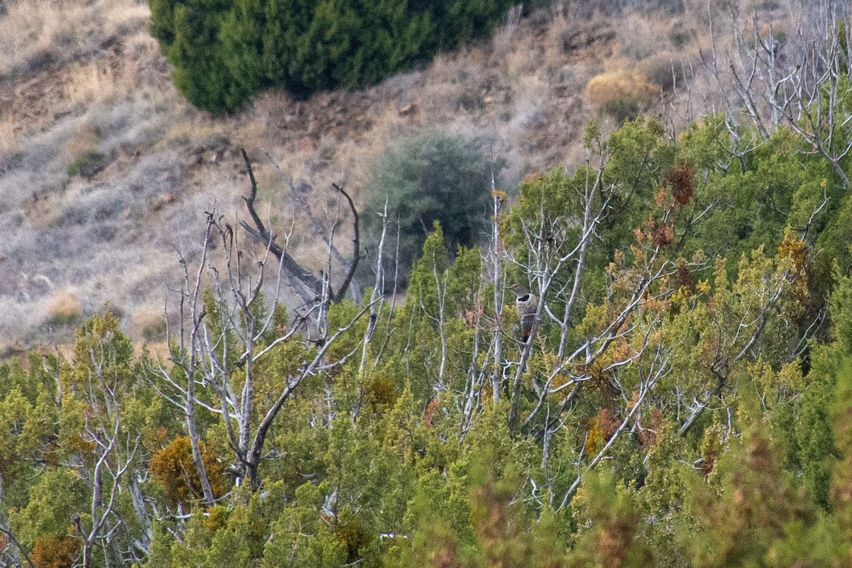 Northern Flicker - ML620618833