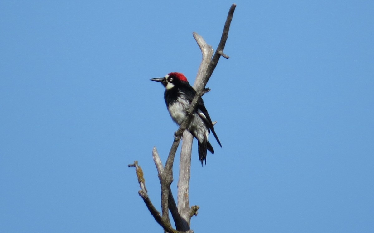 Acorn Woodpecker - ML620618835