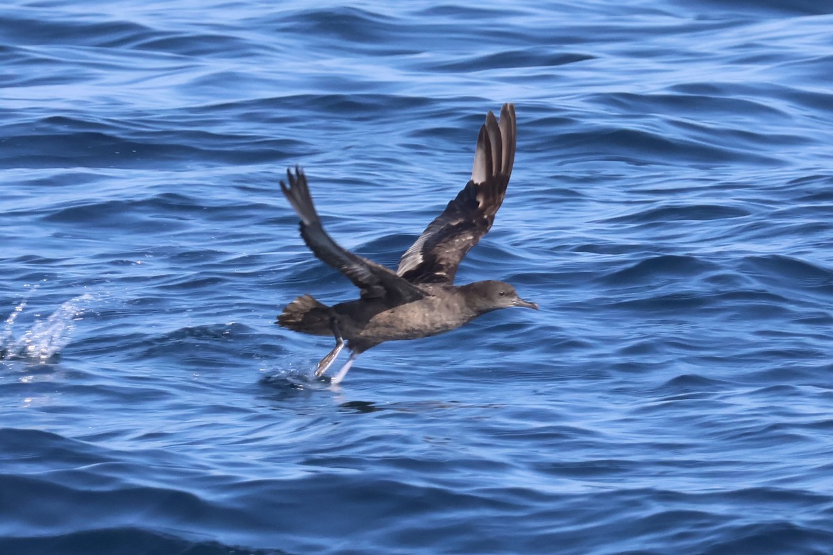 Sooty Shearwater - ML620618836