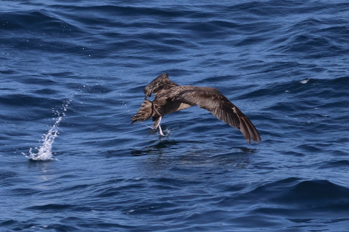 Sooty Shearwater - ML620618837