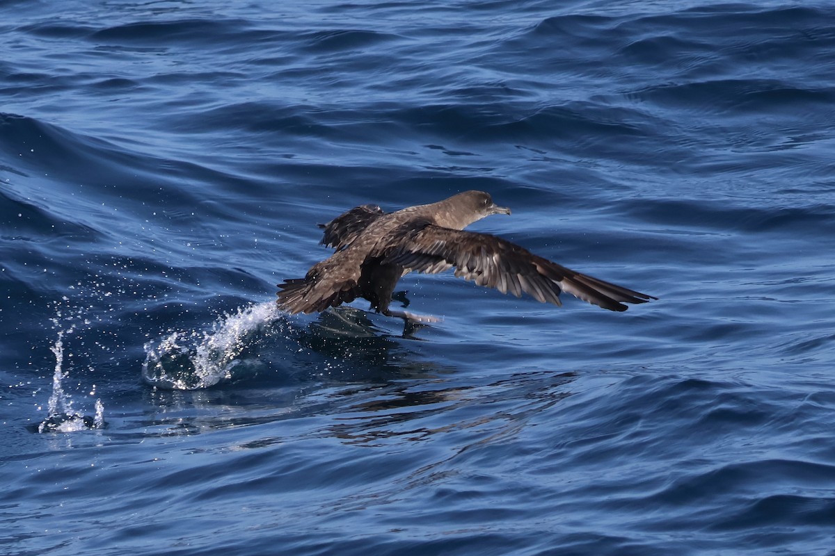 Sooty Shearwater - ML620618838