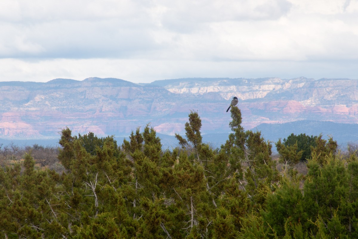 Woodhouse's Scrub-Jay - ML620618839