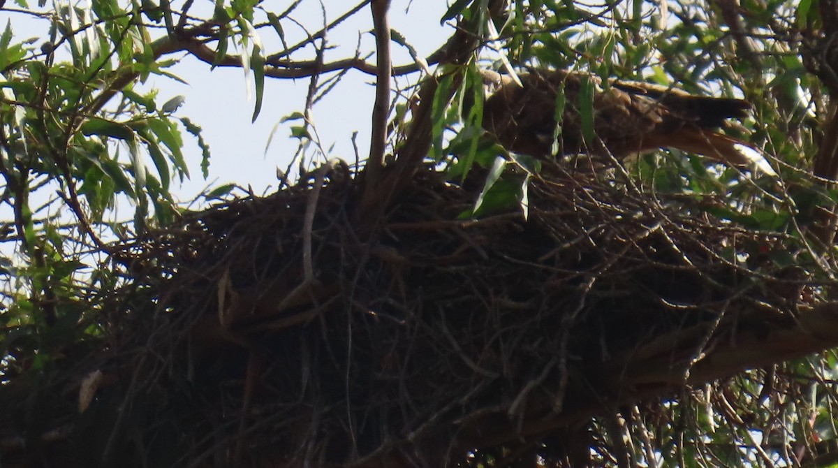 Red-tailed Hawk - ML620618840