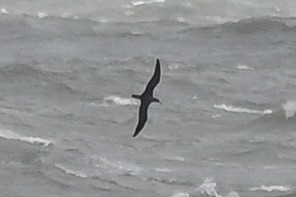 Cory's Shearwater (borealis) - ML620618841