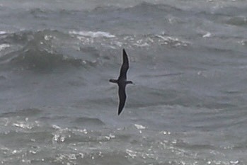 Cory's Shearwater (borealis) - ML620618842