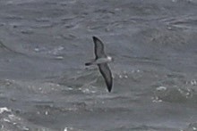 Cory's Shearwater (borealis) - ML620618843