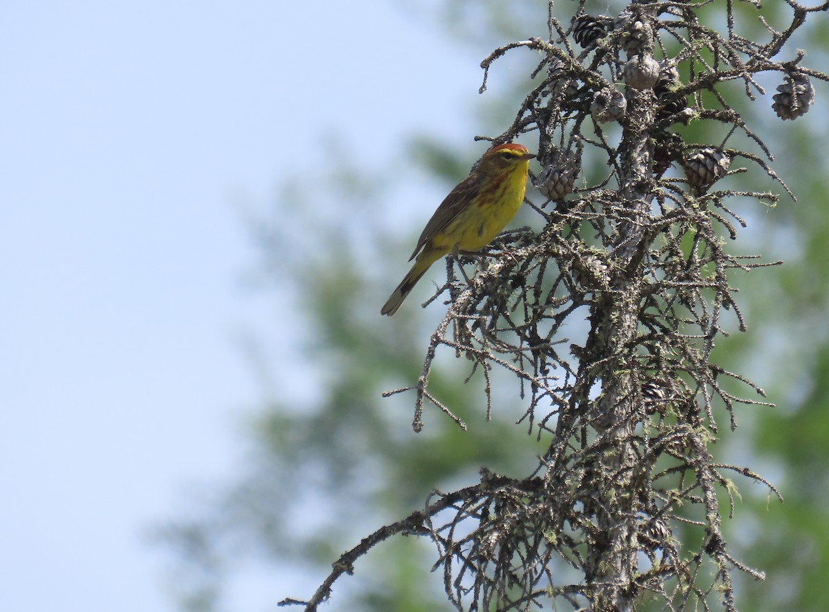 Palmenwaldsänger (hypochrysea) - ML620618845