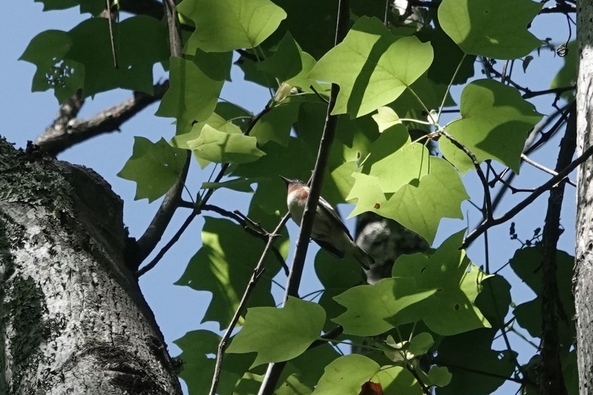 Bay-breasted Warbler - ML620618846