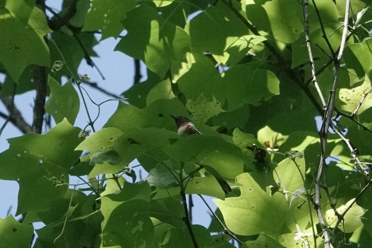 Bay-breasted Warbler - ML620618847