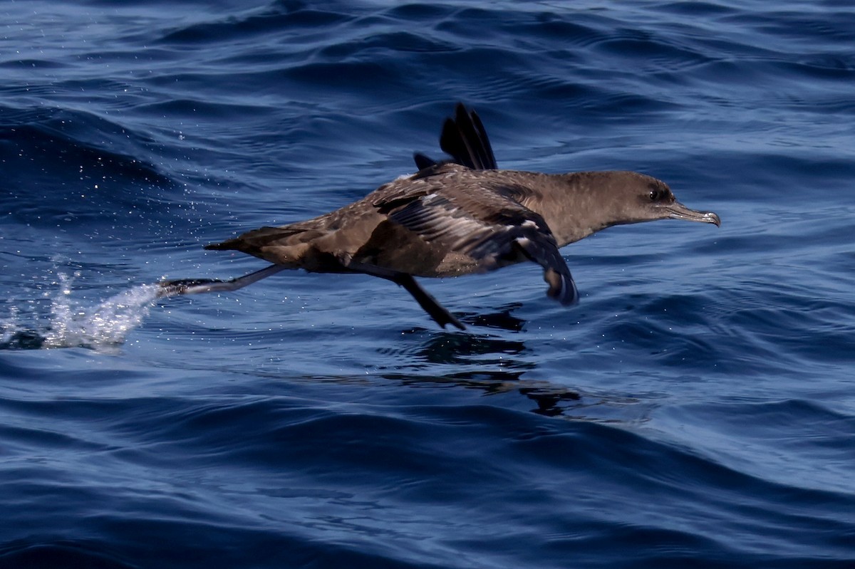 Sooty Shearwater - ML620618850