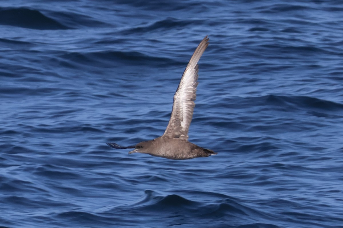 Sooty Shearwater - ML620618851