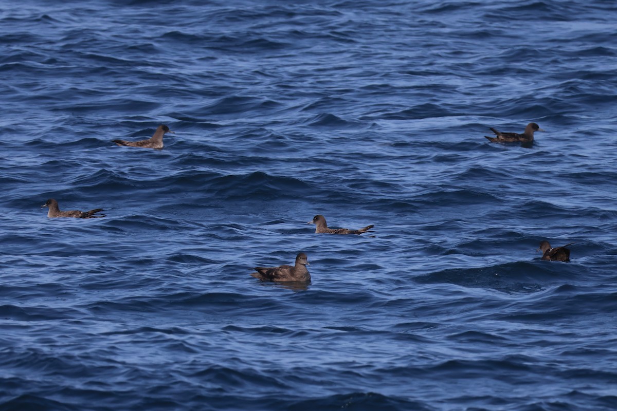 Sooty Shearwater - ML620618852