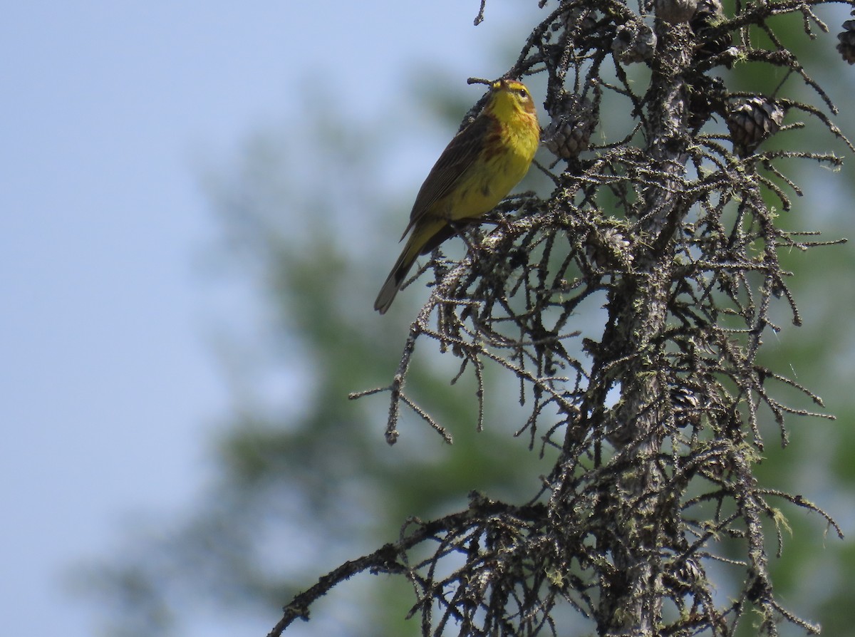 Palmenwaldsänger (hypochrysea) - ML620618853