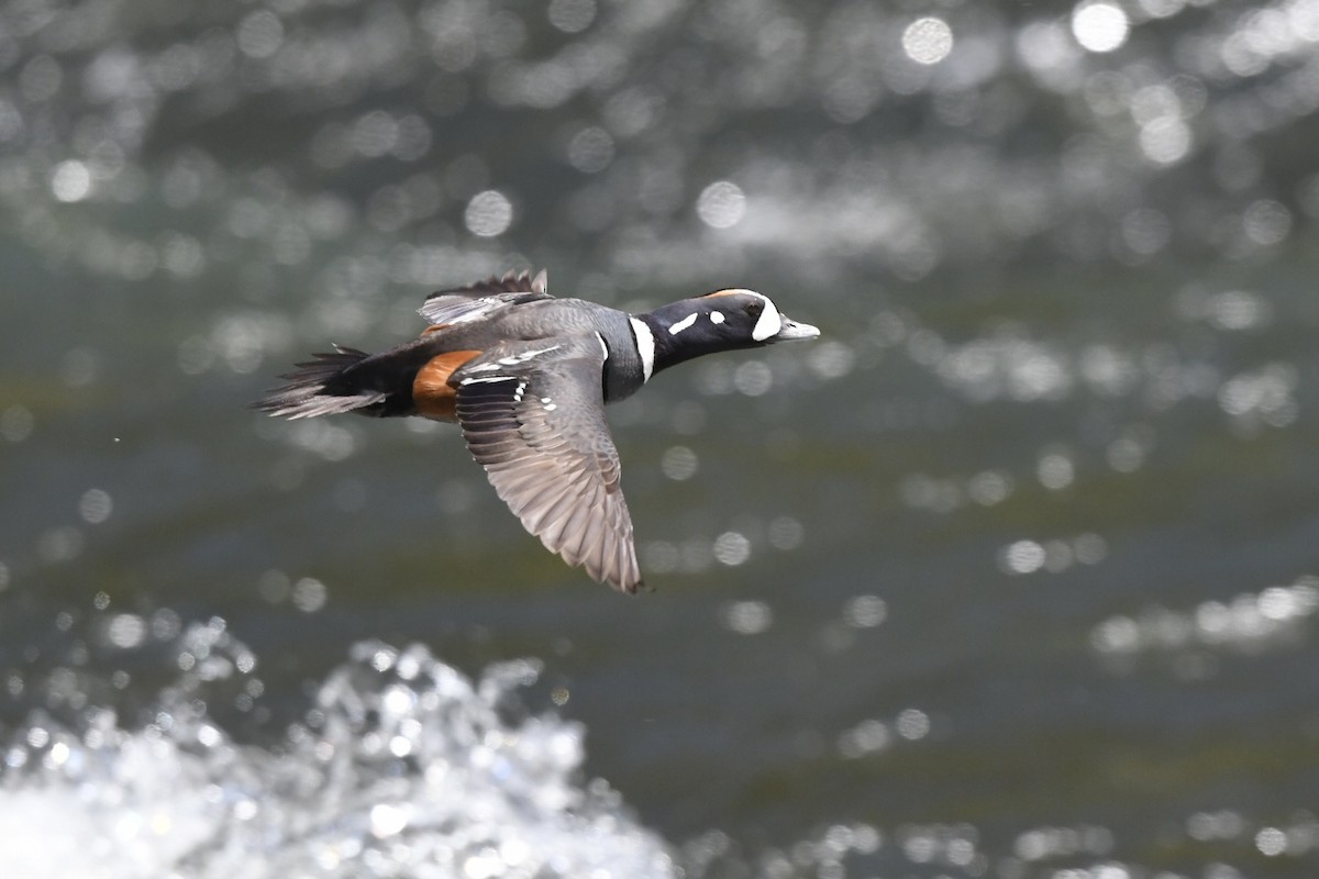 Harlequin Duck - ML620618855