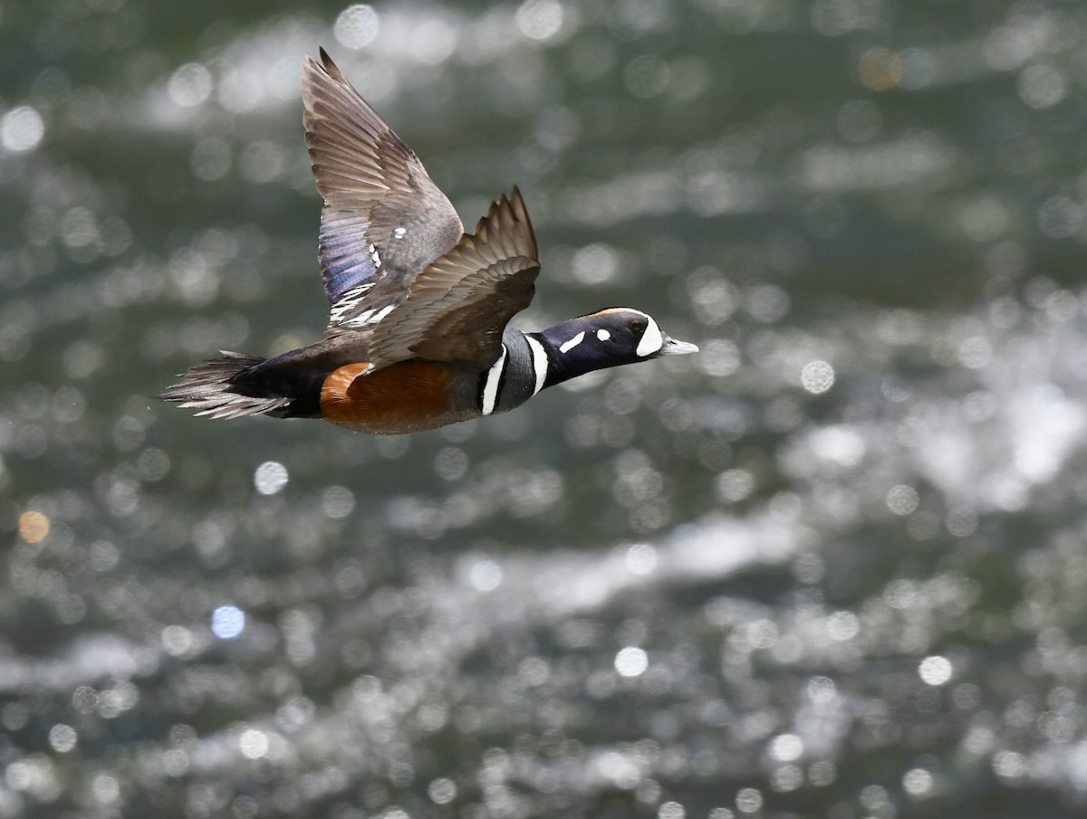 Harlequin Duck - ML620618856