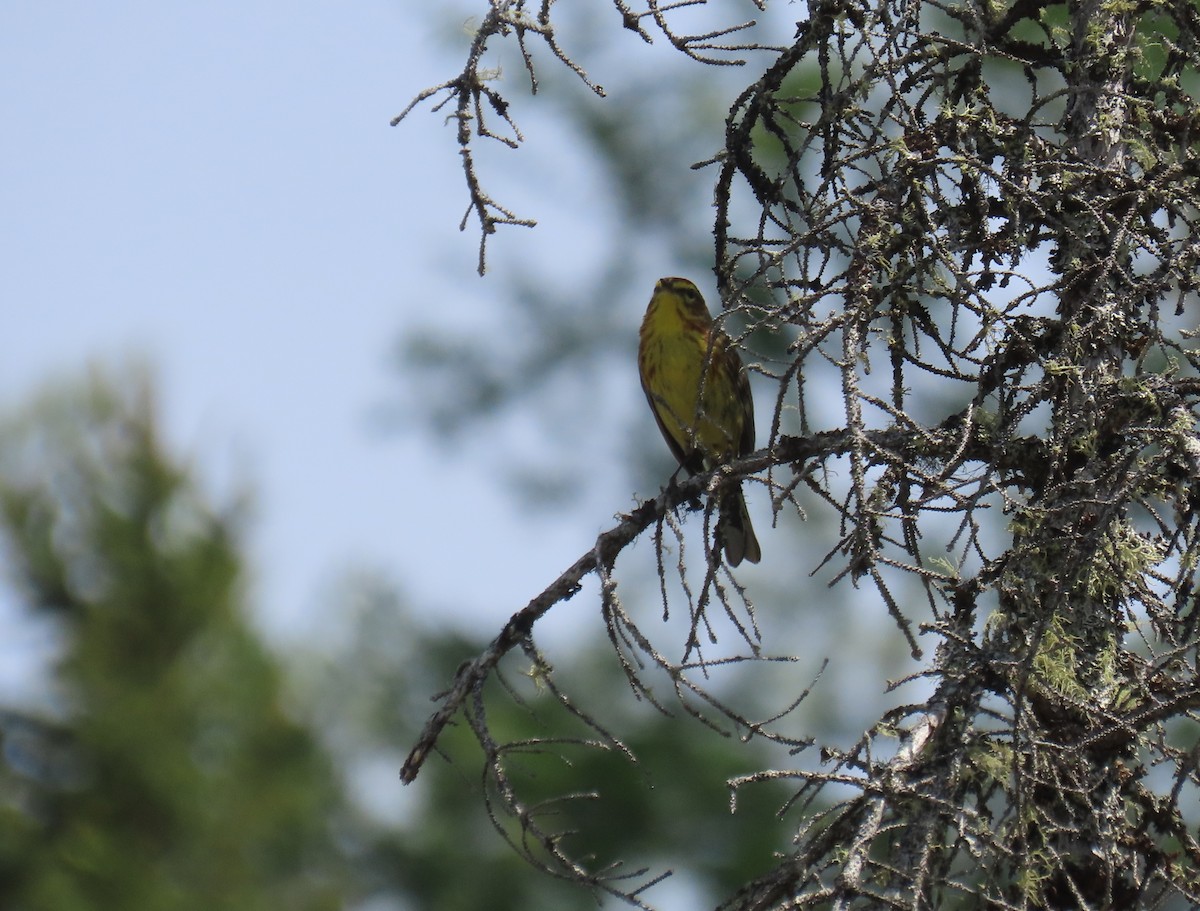 Palmenwaldsänger (hypochrysea) - ML620618866