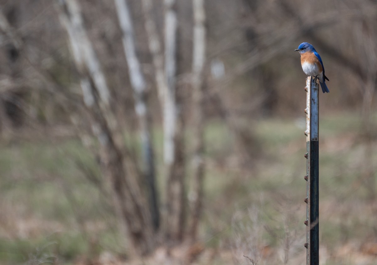 Eastern Bluebird - ML620618869