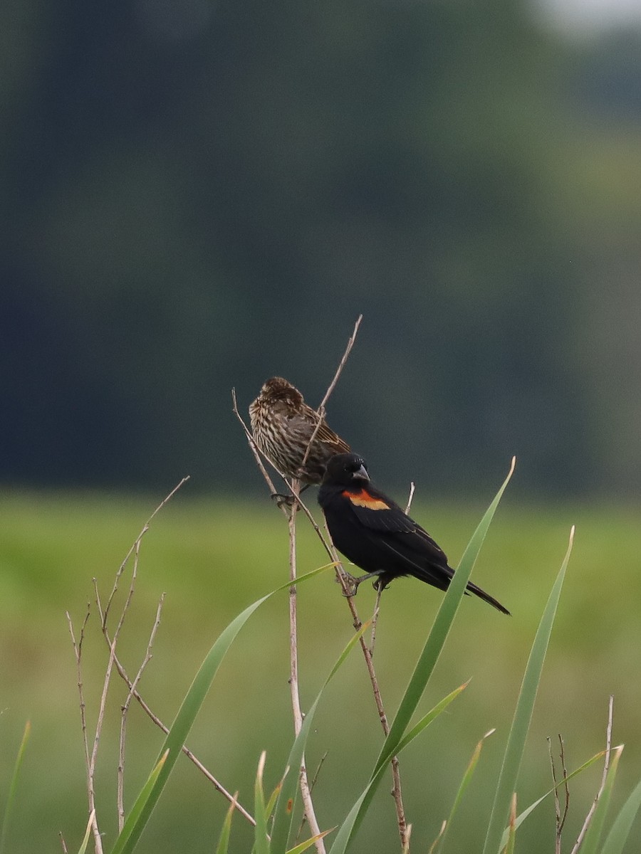 Red-winged Blackbird - ML620618889