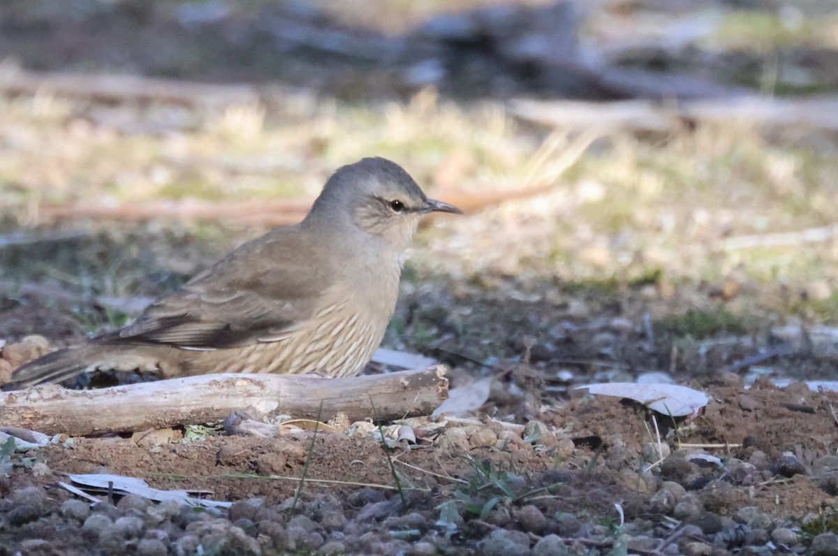 Brown Treecreeper - ML620618895