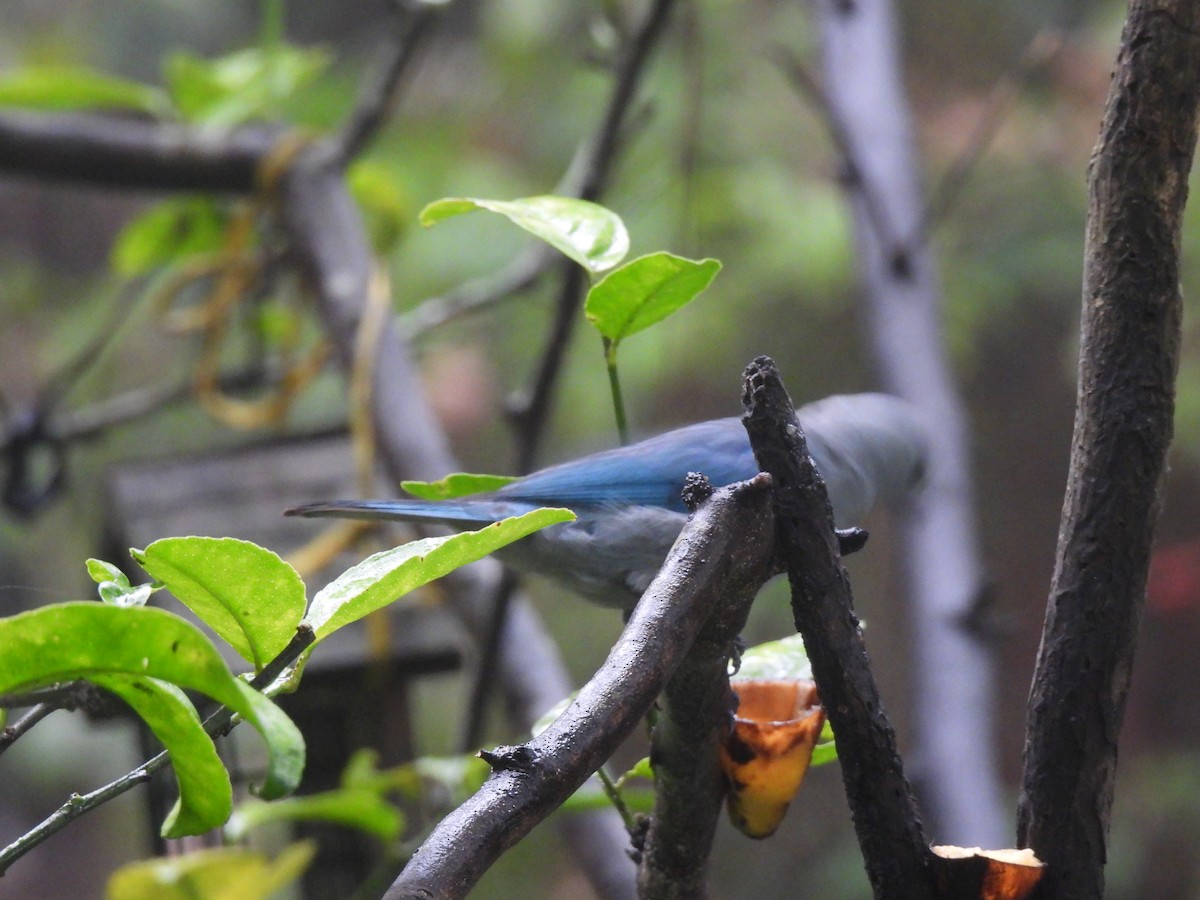 Blue-gray Tanager - ML620618902