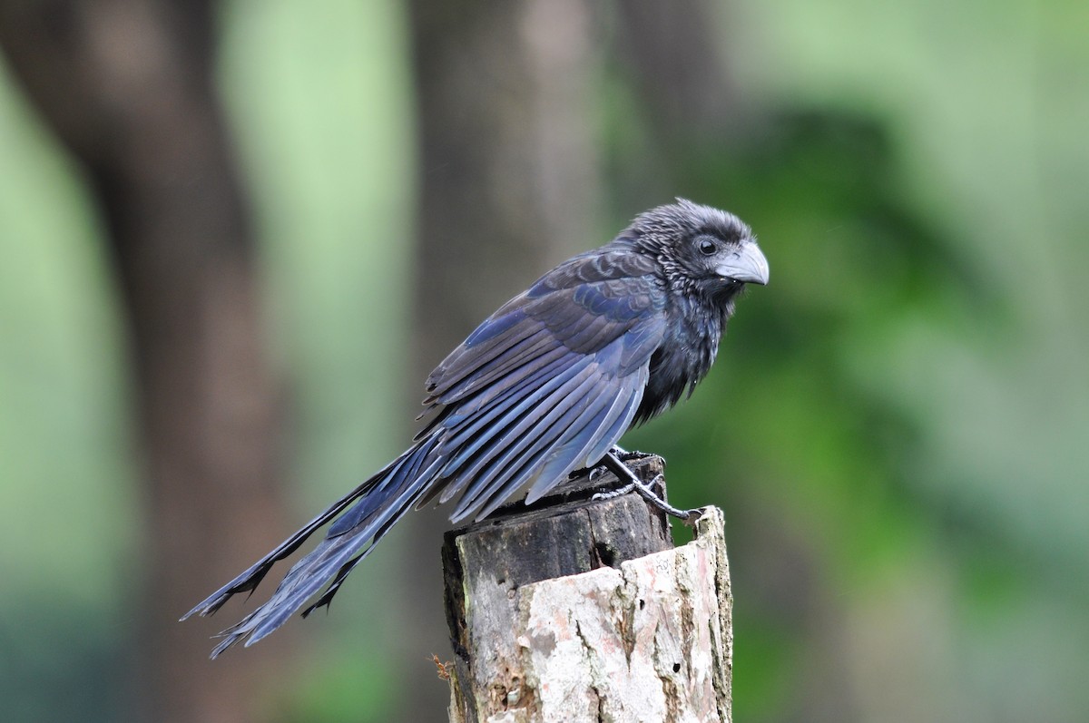 Groove-billed Ani - ML620618904