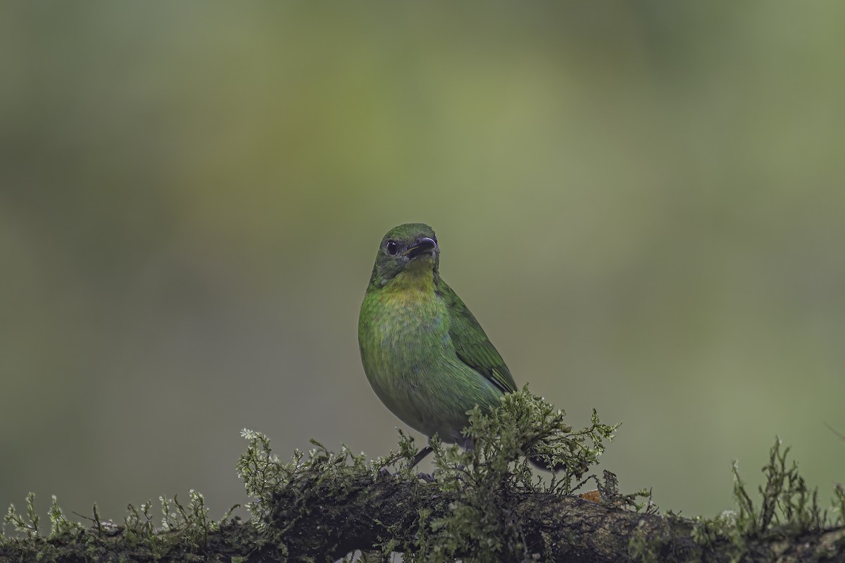 Green Honeycreeper - ML620618905