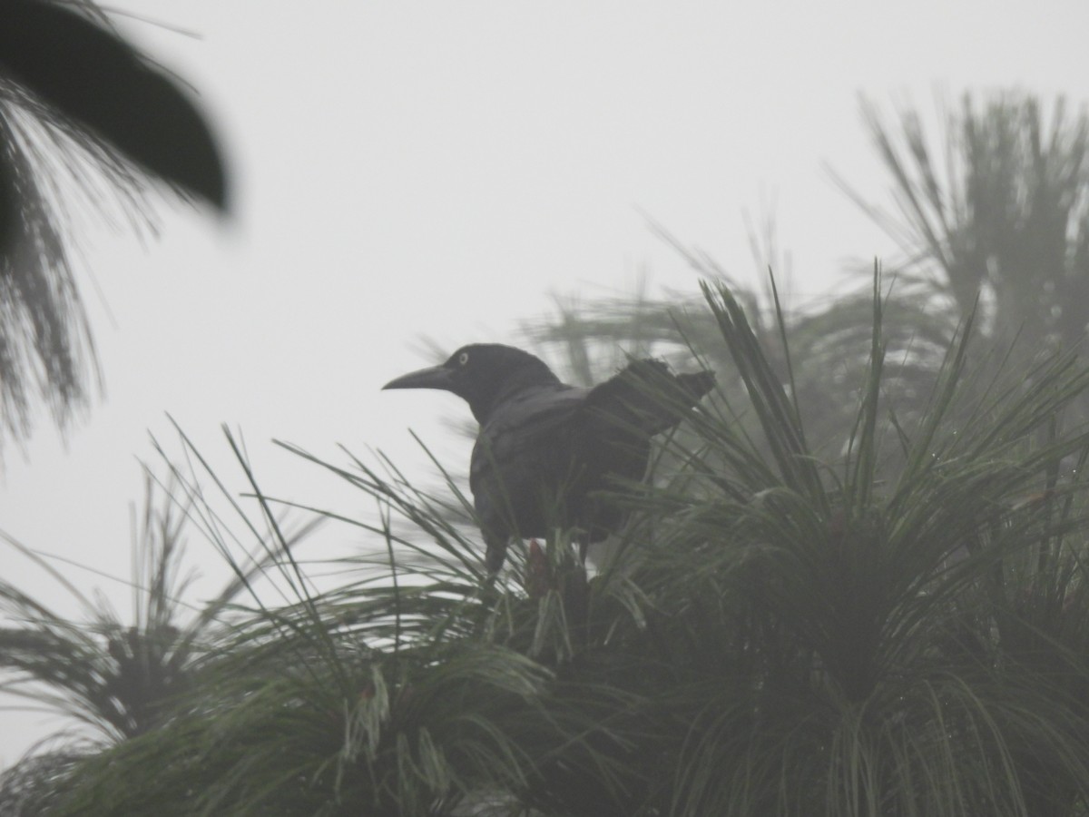 Great-tailed Grackle - ML620618907