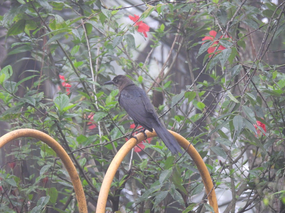 Great-tailed Grackle - ML620618908