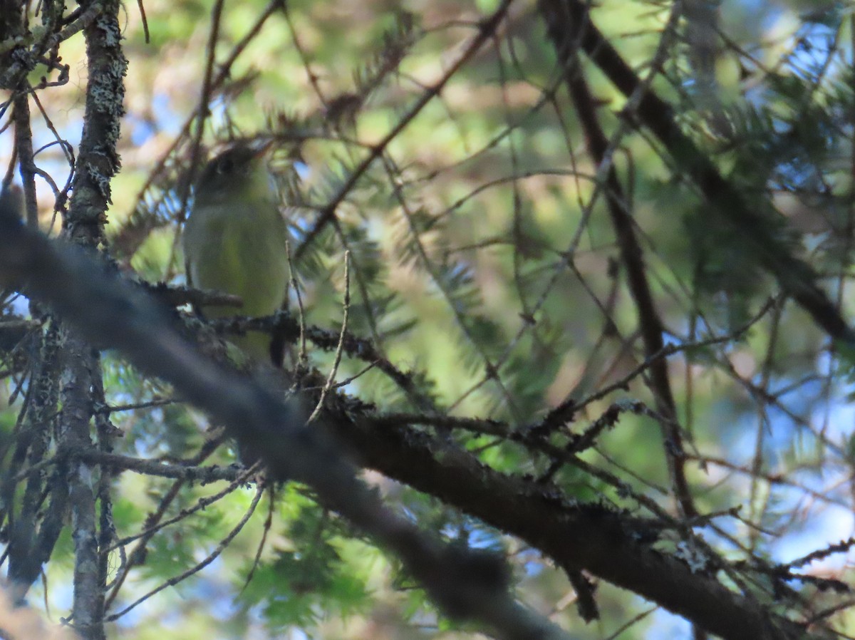 Yellow-bellied Flycatcher - ML620618910