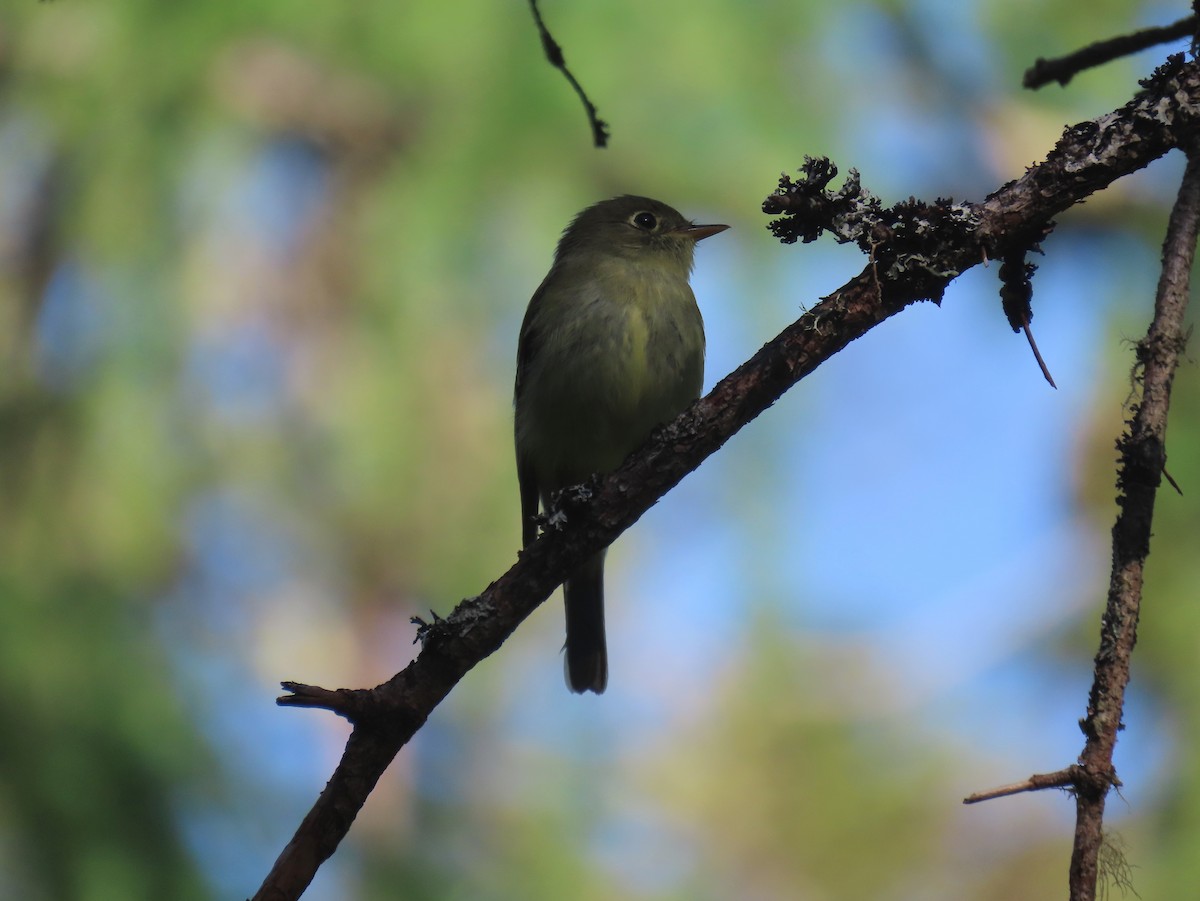 Yellow-bellied Flycatcher - ML620618914