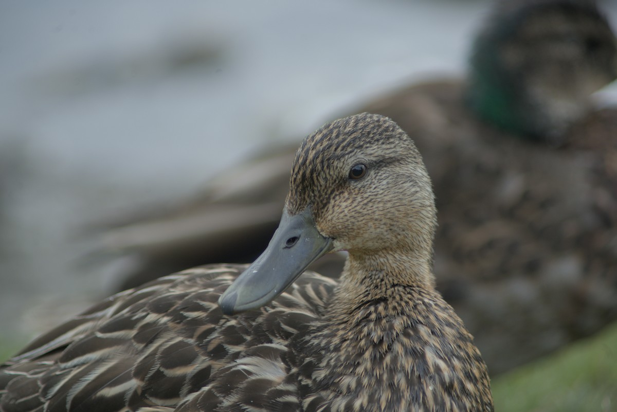 American Black Duck - ML620618915