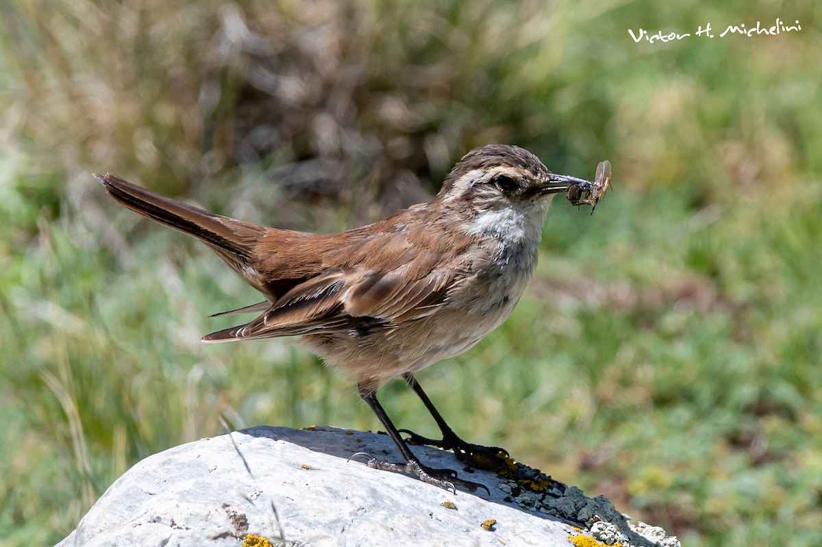 Cream-winged Cinclodes - ML620618922