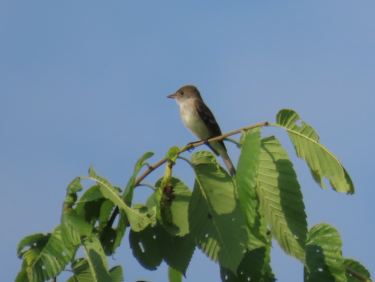 Willow Flycatcher - ML620618925